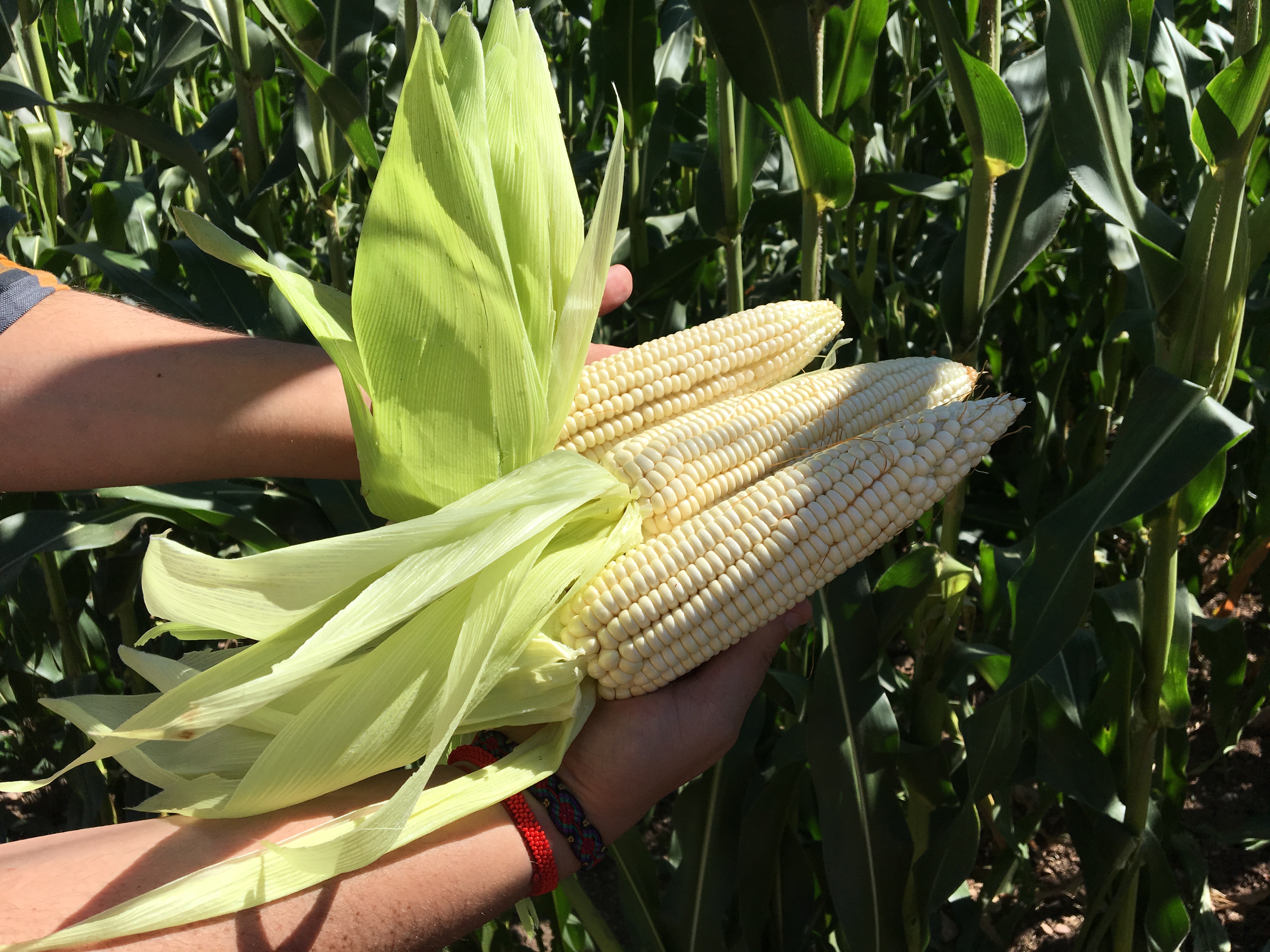 ¿Cómo incrementar el rendimiento del maíz?