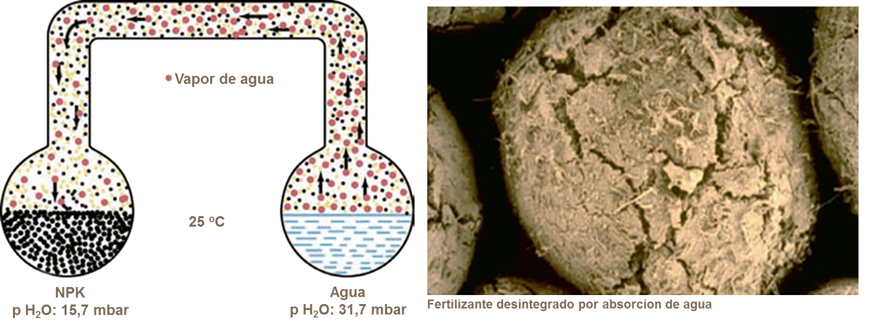 Absorción de agua